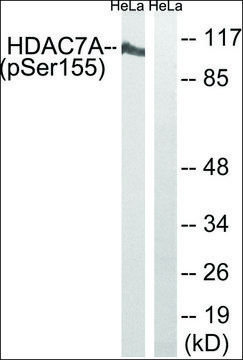 Anti-phospho-HDAC7A (pSer155) antibody produced in rabbit affinity isolated antibody