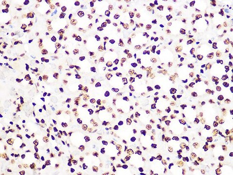 Anti-Histone H3.3 antibody produced in rabbit