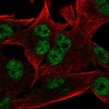 Anti-INTS9 antibody produced in rabbit Prestige Antibodies&#174; Powered by Atlas Antibodies, affinity isolated antibody