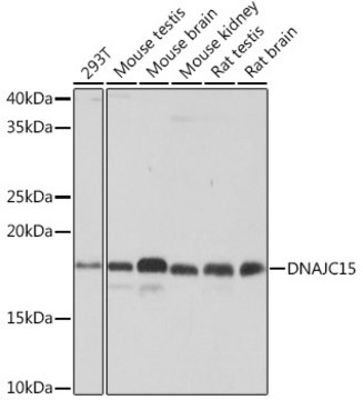 Anti-DNAJC15 Antibody, clone 7D7X7, Rabbit Monoclonal