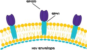 HIV-1 GP120 protein recombinant, expressed in HEK 293 cells