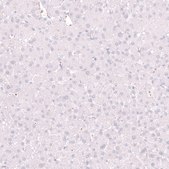 Monoclonal Anti-ELAVL2 antibody produced in mouse Prestige Antibodies® Powered by Atlas Antibodies, clone CL15329, purified antibody (Protein A)