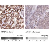 Anti-ATP5F1 antibody produced in rabbit Prestige Antibodies® Powered by Atlas Antibodies, affinity isolated antibody, buffered aqueous glycerol solution