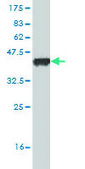 Monoclonal Anti-JMJD1C antibody produced in mouse clone 5F12, purified immunoglobulin, buffered aqueous solution