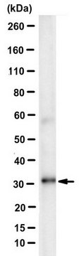 Anti-Histone H1o/H5 Antibody, clone 3H9 ascites fluid, clone 3H9, from mouse