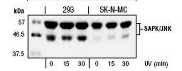 Anti-SAPK/JNK Rabbit pAb liquid, Calbiochem&#174;