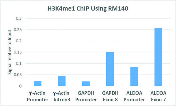 Anti-Monomethyl-Histone H3 (Lys4) antibody, Rabbit monoclonal recombinant, expressed in HEK 293 cells, clone RM140, purified immunoglobulin