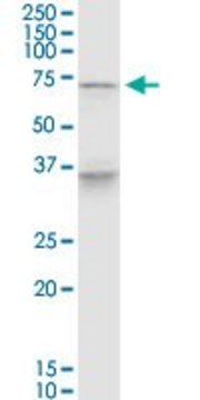 Monoclonal Anti-PELP1 antibody produced in mouse clone 1F7, purified immunoglobulin