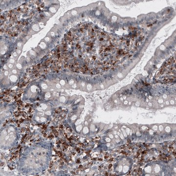 Monoclonal Anti-VSIR antibody produced in mouse Prestige Antibodies&#174; Powered by Atlas Antibodies, clone CL3981, purified immunoglobulin