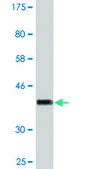 Monoclonal Anti-PTGIS, (C-terminal) antibody produced in mouse clone 3B11, purified immunoglobulin, buffered aqueous solution