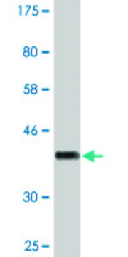 Monoclonal Anti-PTGIS, (C-terminal) antibody produced in mouse clone 3B11, purified immunoglobulin, buffered aqueous solution