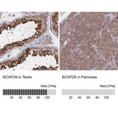 Anti-BCAP29 antibody produced in rabbit Prestige Antibodies® Powered by Atlas Antibodies, affinity isolated antibody, buffered aqueous glycerol solution