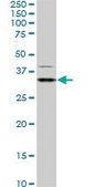 Monoclonal Anti-HEYL antibody produced in mouse clone 4A11, purified immunoglobulin, buffered aqueous solution