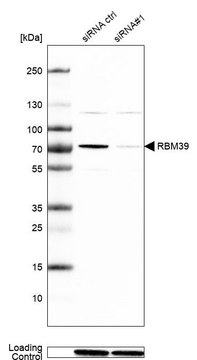 抗-RBM39 兔抗 Prestige Antibodies&#174; Powered by Atlas Antibodies, affinity isolated antibody, buffered aqueous glycerol solution