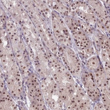 Anti-KAT7 antibody produced in rabbit Prestige Antibodies&#174; Powered by Atlas Antibodies, affinity isolated antibody, buffered aqueous glycerol solution