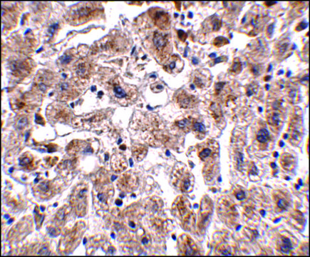 Anti-OCLN antibody produced in rabbit affinity isolated antibody, buffered aqueous solution