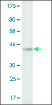 Monoclonal Anti-YWHAH antibody produced in mouse clone 1C2, purified immunoglobulin, buffered aqueous solution