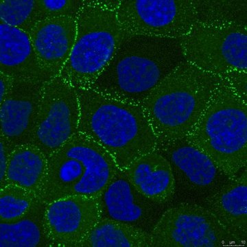 Anti-Desmoplakin Antibody, clone 20B6 clone 20B6, from mouse