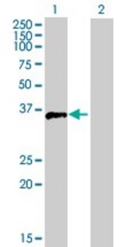 Anti-FOSB antibody produced in mouse purified immunoglobulin, buffered aqueous solution