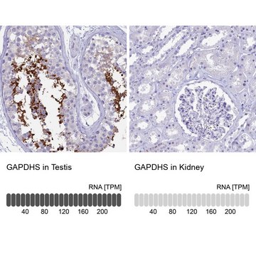 Anti-GAPDHS antibody produced in rabbit Prestige Antibodies&#174; Powered by Atlas Antibodies, affinity isolated antibody, buffered aqueous glycerol solution