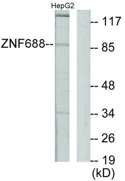 Anti-ZNF785 antibody produced in rabbit affinity isolated antibody