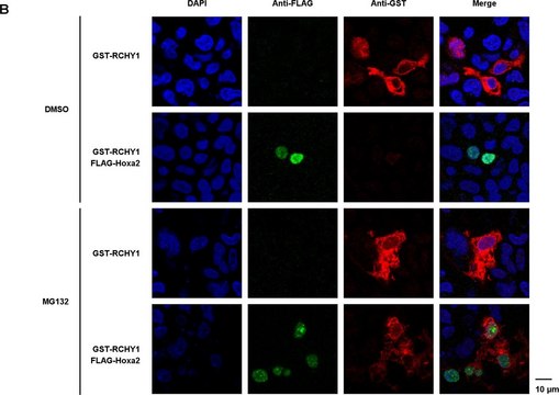 Anti-Glutathione-S-Transferase (GST) antibody produced in rabbit IgG fraction of antiserum, buffered aqueous solution