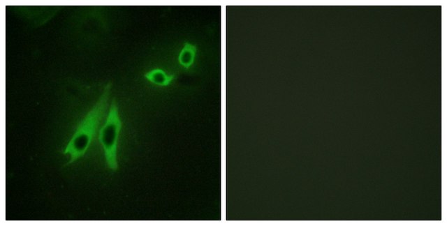 Anti-AKAP3 antibody produced in rabbit affinity isolated antibody