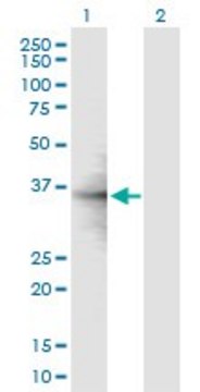 Anti-RPL6 antibody produced in mouse purified immunoglobulin, buffered aqueous solution