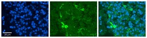 Anti-PRDX2 antibody produced in rabbit affinity isolated antibody