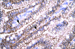 Anti-CLDN8 antibody produced in rabbit IgG fraction of antiserum