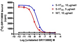 ChemiSCREEN Membrane Preparation Recombinant Human 5-HT4B Serotonin Receptor Human 5-HT4 GPCR membrane preparation for Radioligand binding Assays &amp; GTPγS binding.