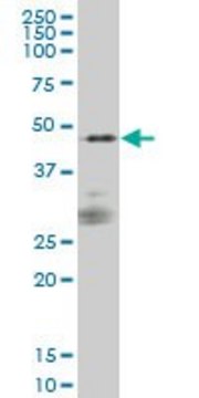 Monoclonal Anti-PTPNS1 antibody produced in mouse clone 1D10, purified immunoglobulin, buffered aqueous solution