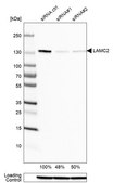 Monoclonal Anti-LAMC2 antibody produced in mouse Prestige Antibodies® Powered by Atlas Antibodies, clone CL2980, purified immunoglobulin, buffered aqueous glycerol solution