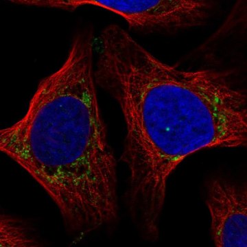 Anti-COX7A2L antibody produced in rabbit Prestige Antibodies&#174; Powered by Atlas Antibodies, affinity isolated antibody