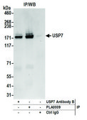 Rabbit anti-USP7 Antibody, Affinity Purified
