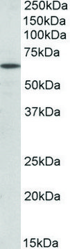 Anti-POU6F2 (N-terminal) antibody produced in goat affinity isolated antibody, buffered aqueous solution