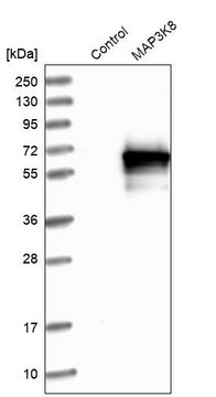 Anti-MAP3K8 antibody produced in rabbit Prestige Antibodies&#174; Powered by Atlas Antibodies, affinity isolated antibody, buffered aqueous glycerol solution