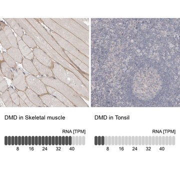 Anti-DMD antibody produced in rabbit Prestige Antibodies&#174; Powered by Atlas Antibodies, affinity isolated antibody, buffered aqueous glycerol solution