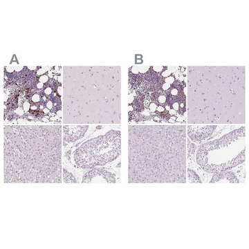 Anti-MPO antibody produced in rabbit Prestige Antibodies&#174; Powered by Atlas Antibodies, affinity isolated antibody, buffered aqueous glycerol solution