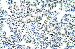 Anti-HNRPA3 antibody produced in rabbit IgG fraction of antiserum