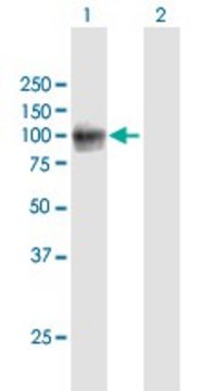 Anti-VCAM1 antibody produced in mouse purified immunoglobulin, buffered aqueous solution