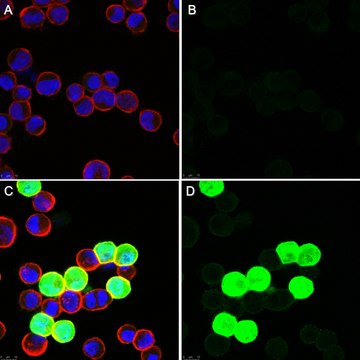 Anti-Adenovirus 1,2,5,6 Antibody, clone 7/48.7c ascites fluid, clone 7/48.7c, Chemicon&#174;