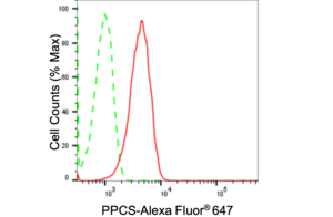 Anti PPCS Antibody, clone 24GB1350, Rabbit Monoclonal clone 24GB1350, recombinant rabbit monoclonal, expressed in HEK293 cells