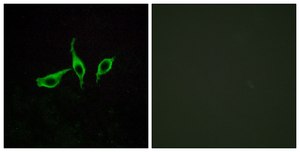 Anti-GPR120 antibody produced in rabbit affinity isolated antibody