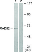 Anti-DRP-2 antibody produced in rabbit affinity isolated antibody