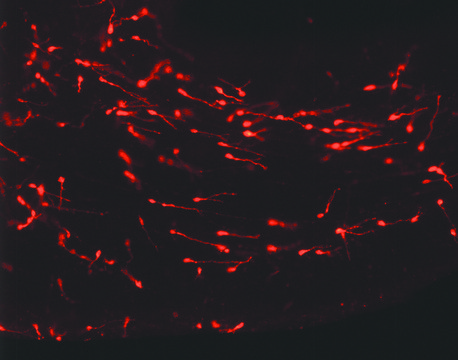 PKH26 Red Fluorescent Cell Linker Kit for General Cell Membrane Labeling Distributed for Phanos Technologies