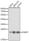 Anti-PARK7 antibody produced in rabbit