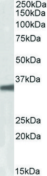 Anti-GNB3 antibody produced in goat affinity isolated antibody, buffered aqueous solution