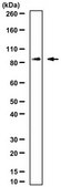 Anti-FOXM1 Antibody from rabbit, purified by affinity chromatography