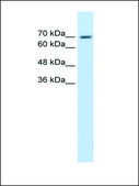 Anti-EPS8L1 antibody produced in rabbit IgG fraction of antiserum